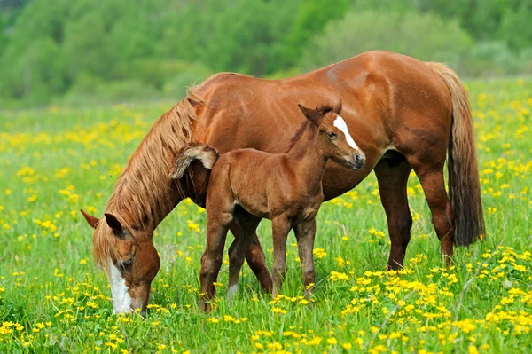 Cavalo — Fotografia de Stock