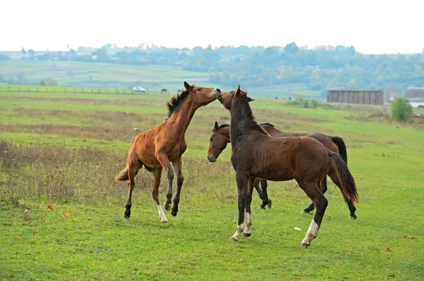 Cavallo — Foto Stock