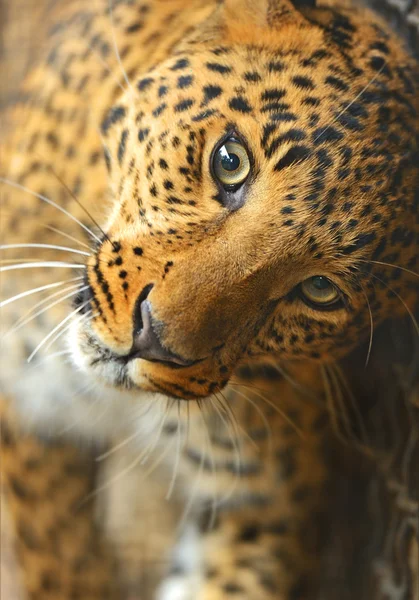 Portret Leopard — Zdjęcie stockowe