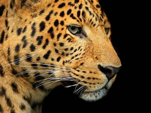 Portret van leopard — Stockfoto