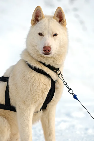 Husky hund - Stock-foto