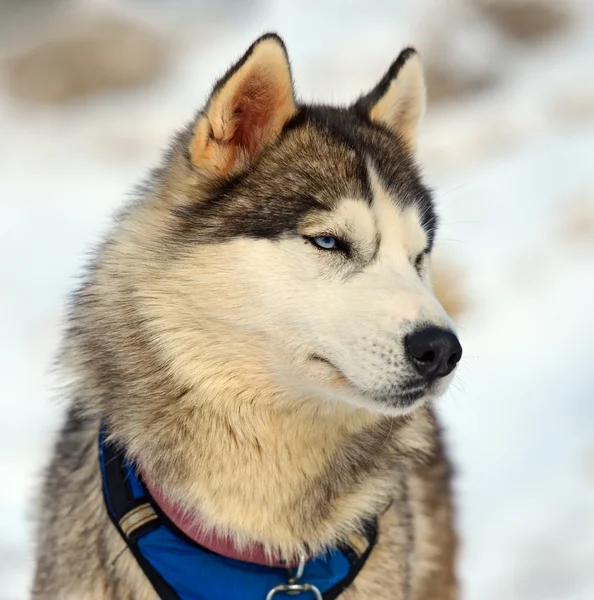 Pies Husky — Zdjęcie stockowe