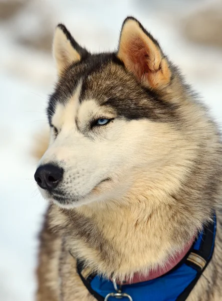 Husky hunden — Stockfoto