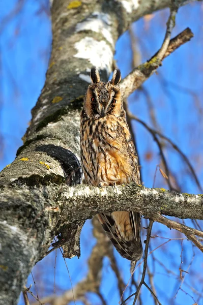 Owl. — Stock Photo, Image