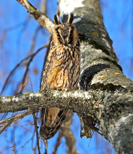 Owl. — Stock Photo, Image