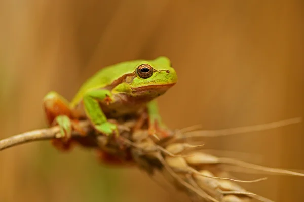 Frog — Stock Photo, Image