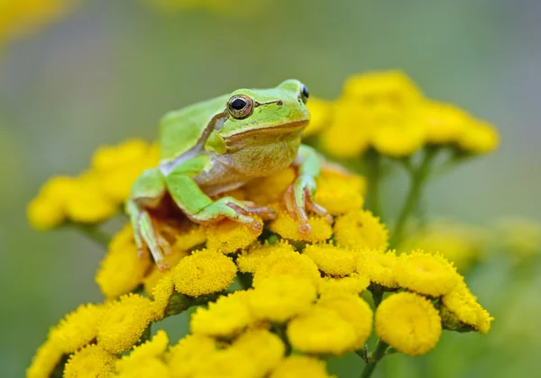 Frog — Stock Photo, Image