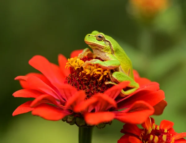 Frog — Stock Photo, Image