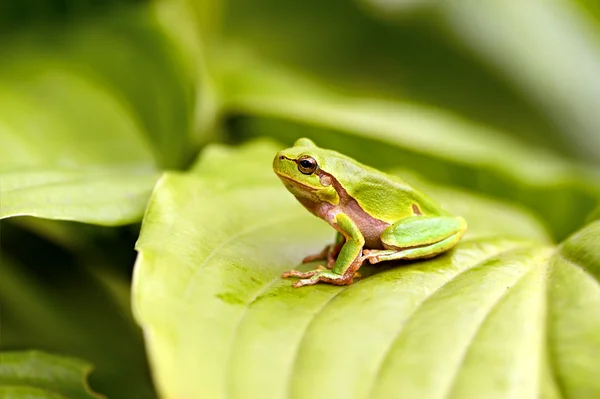 Frog — Stock Photo, Image