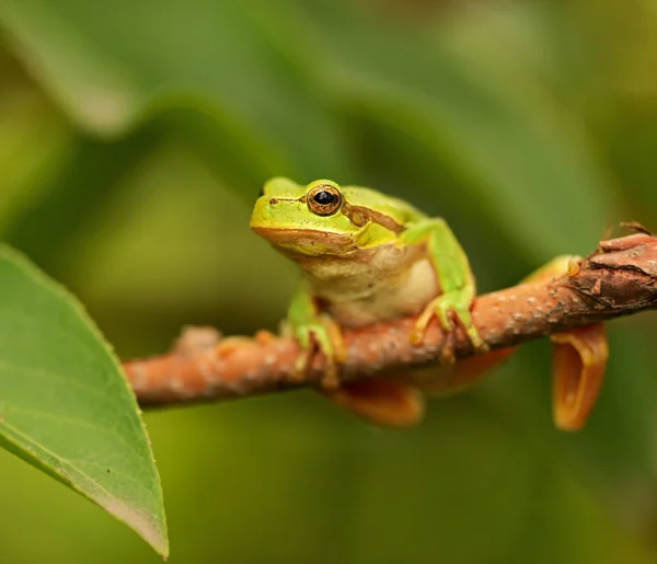 Kikker — Stockfoto