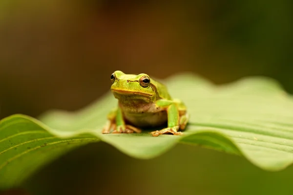 Kikker — Stockfoto