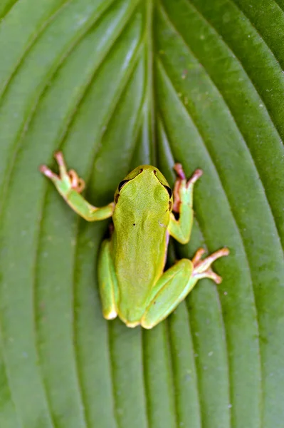 Frog — Stock Photo, Image