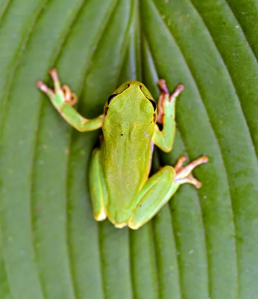 Frog — Stock Photo, Image