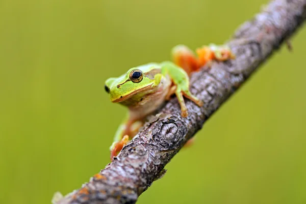 Frog — Stock Photo, Image