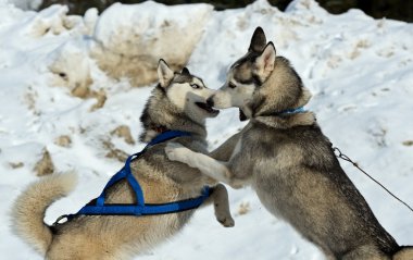 Husky köpek
