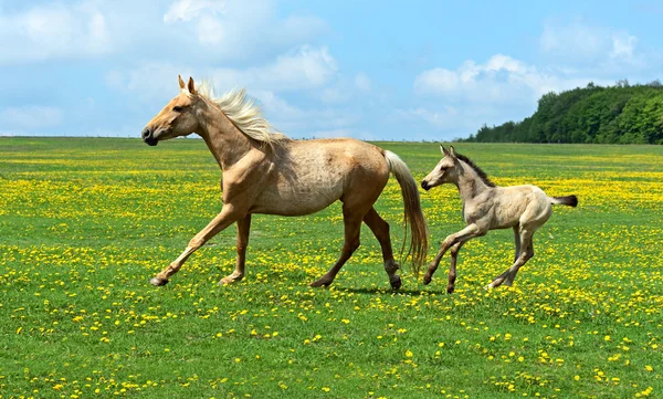 Kůň — Stock fotografie