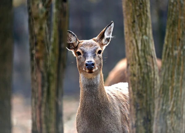 Gevlekte dee — Stockfoto