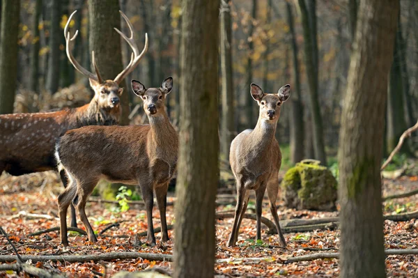 Gevlekte dee — Stockfoto