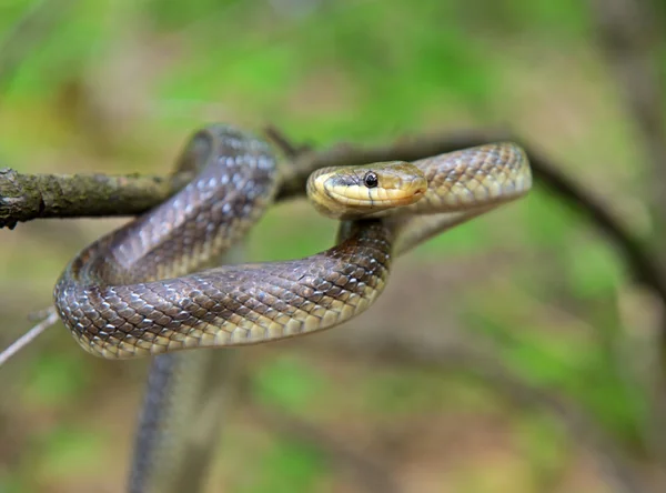 Snake — Stock Photo, Image