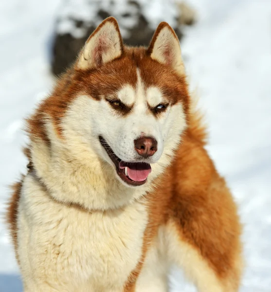 ハスキー犬 — ストック写真