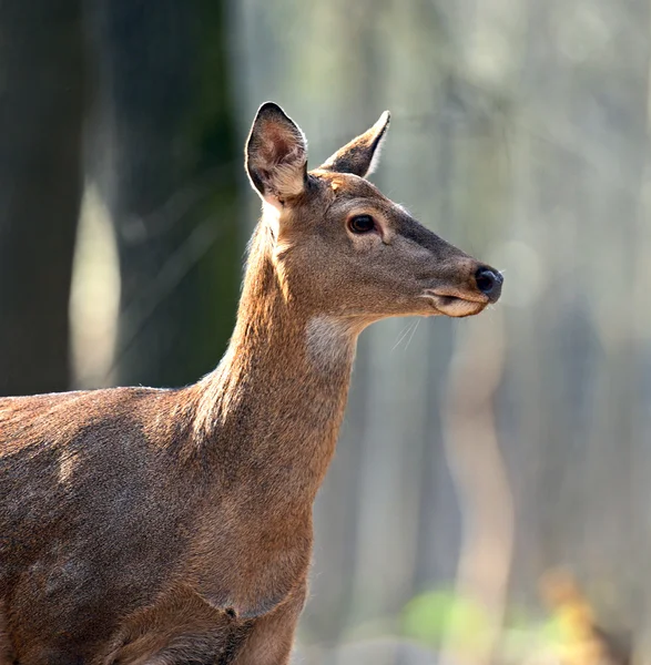 Gefleckte Eidechse — Stockfoto