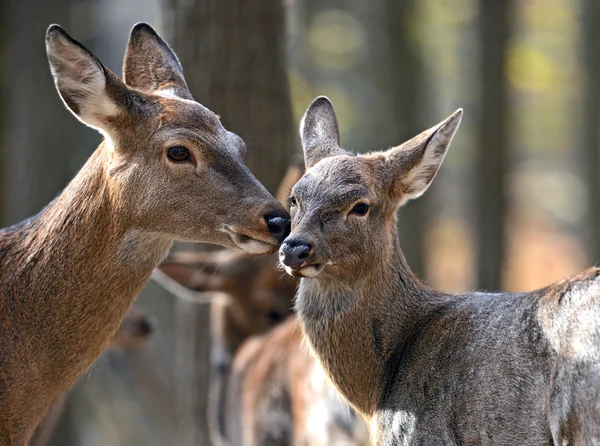 Gefleckte Eidechse — Stockfoto