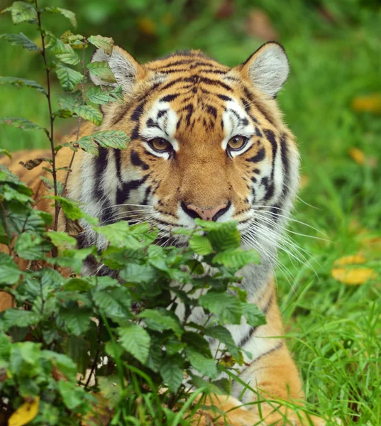 Tiger — Stockfoto