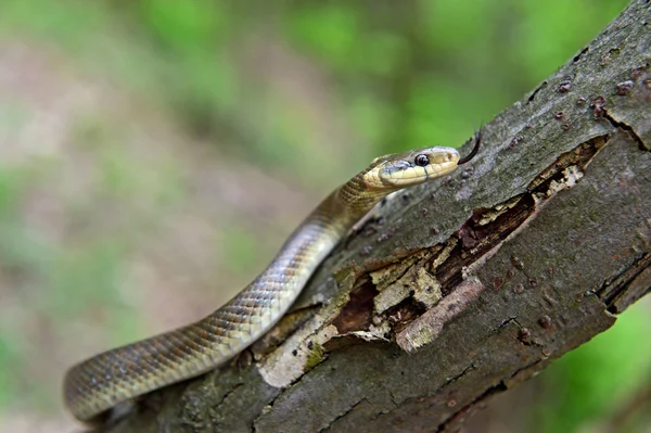 Snakes — Stock Photo, Image