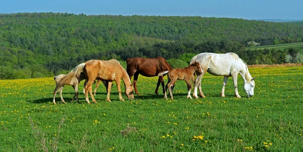 Kůň — Stock fotografie