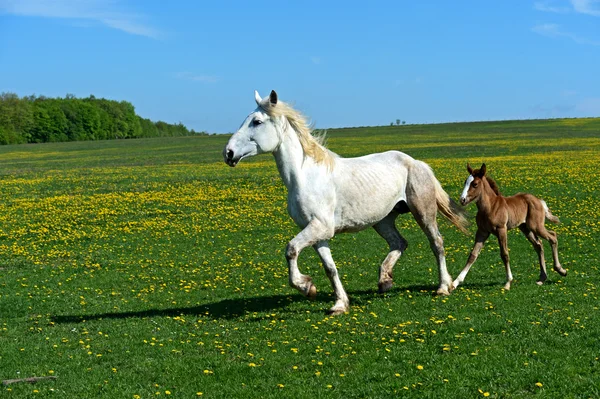 Pferd — Stockfoto