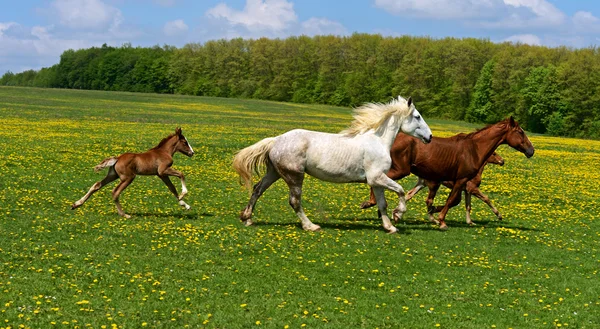 Kůň — Stock fotografie
