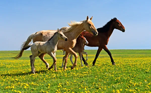 Cavalo — Fotografia de Stock