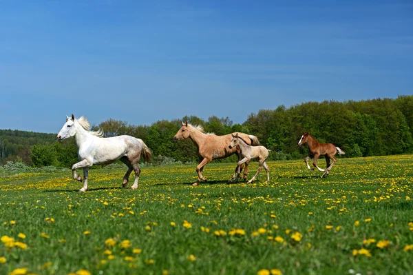 Kůň — Stock fotografie