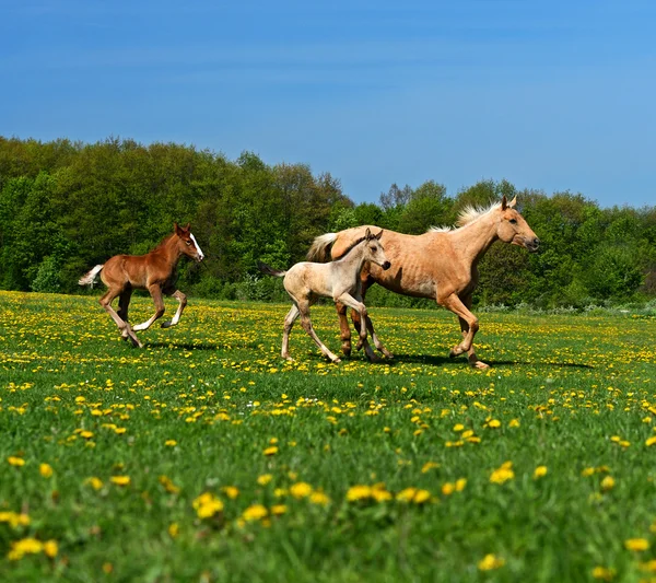 Pferd — Stockfoto