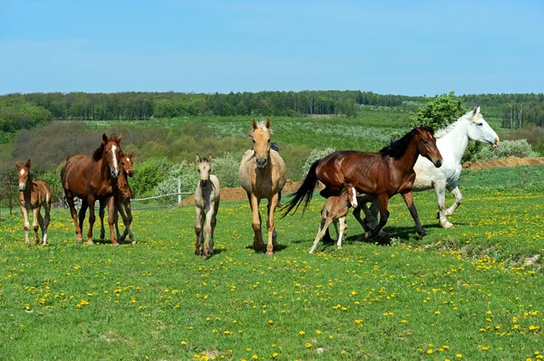 Pferd — Stockfoto