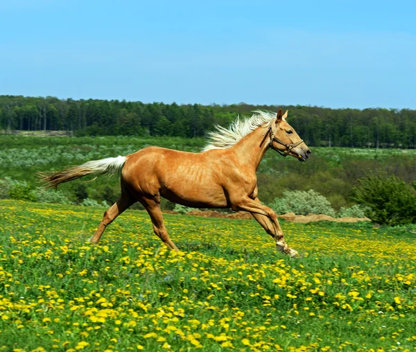 Häst — Stockfoto