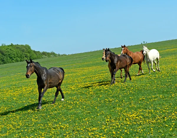 Pferd — Stockfoto