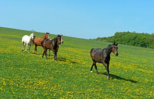 Häst — Stockfoto