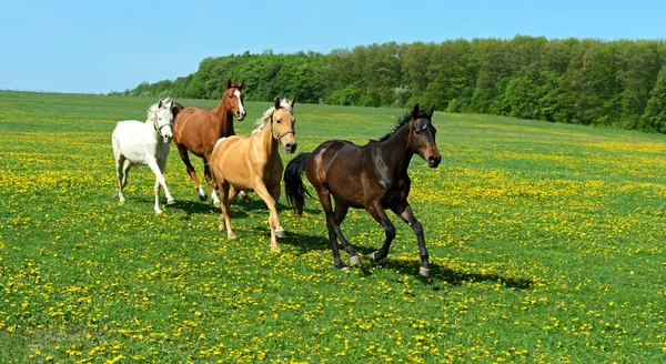 Häst — Stockfoto