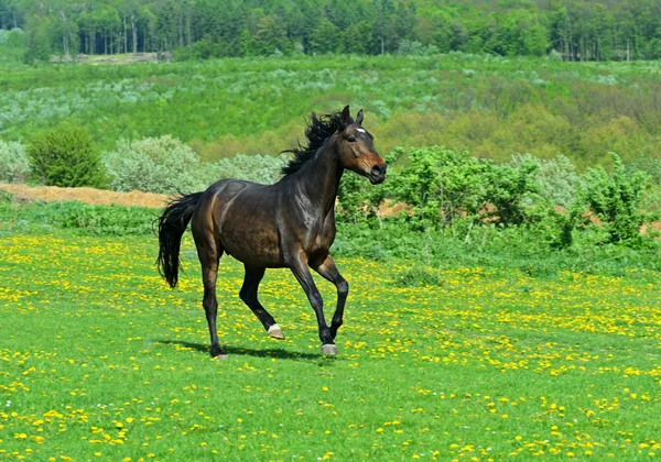 Cavallo — Foto Stock