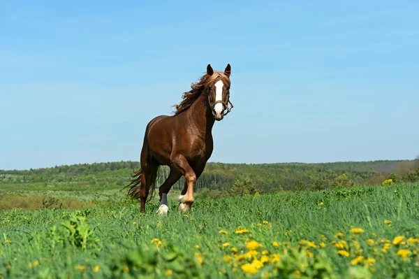 Horse — Stock Photo, Image