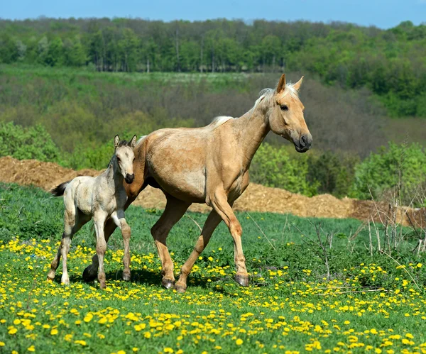 Kůň — Stock fotografie