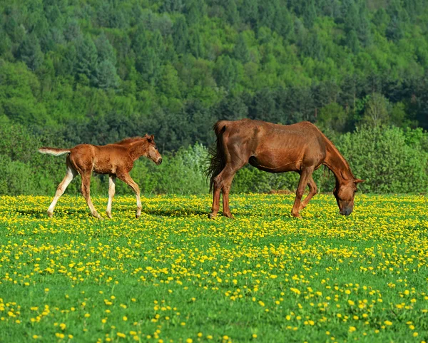 Kůň — Stock fotografie