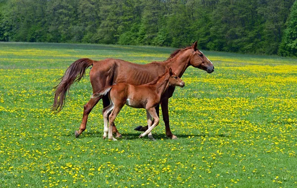 Horse — Stock Photo, Image