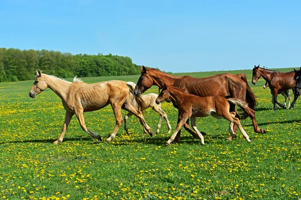 Kůň — Stock fotografie