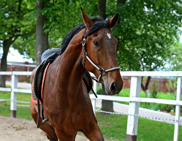 Paard — Stockfoto