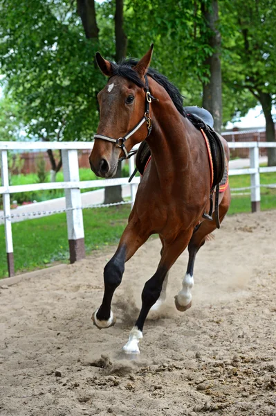 Paard — Stockfoto