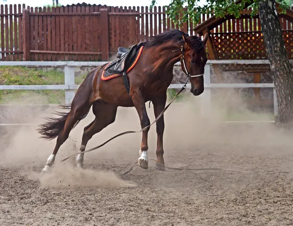 Pferd — Stockfoto