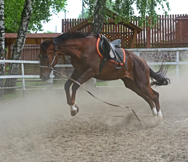 Cavalo — Fotografia de Stock