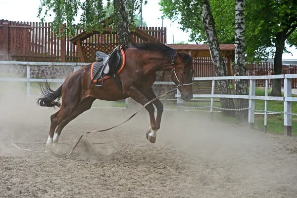 Cavalo — Fotografia de Stock